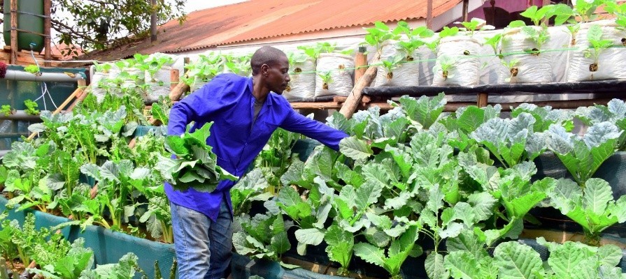 Los jóvenes de Kampala luchan contra el cambio climático 