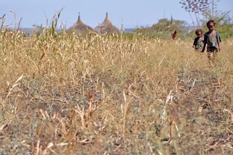 Agricultores y sus familias sufren las peores consecuencias de El Niño