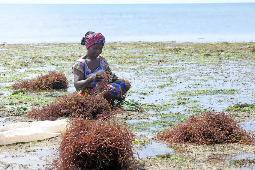 Las mujeres en la costa de Kenia están a la vanguardia de las soluciones climáticas 