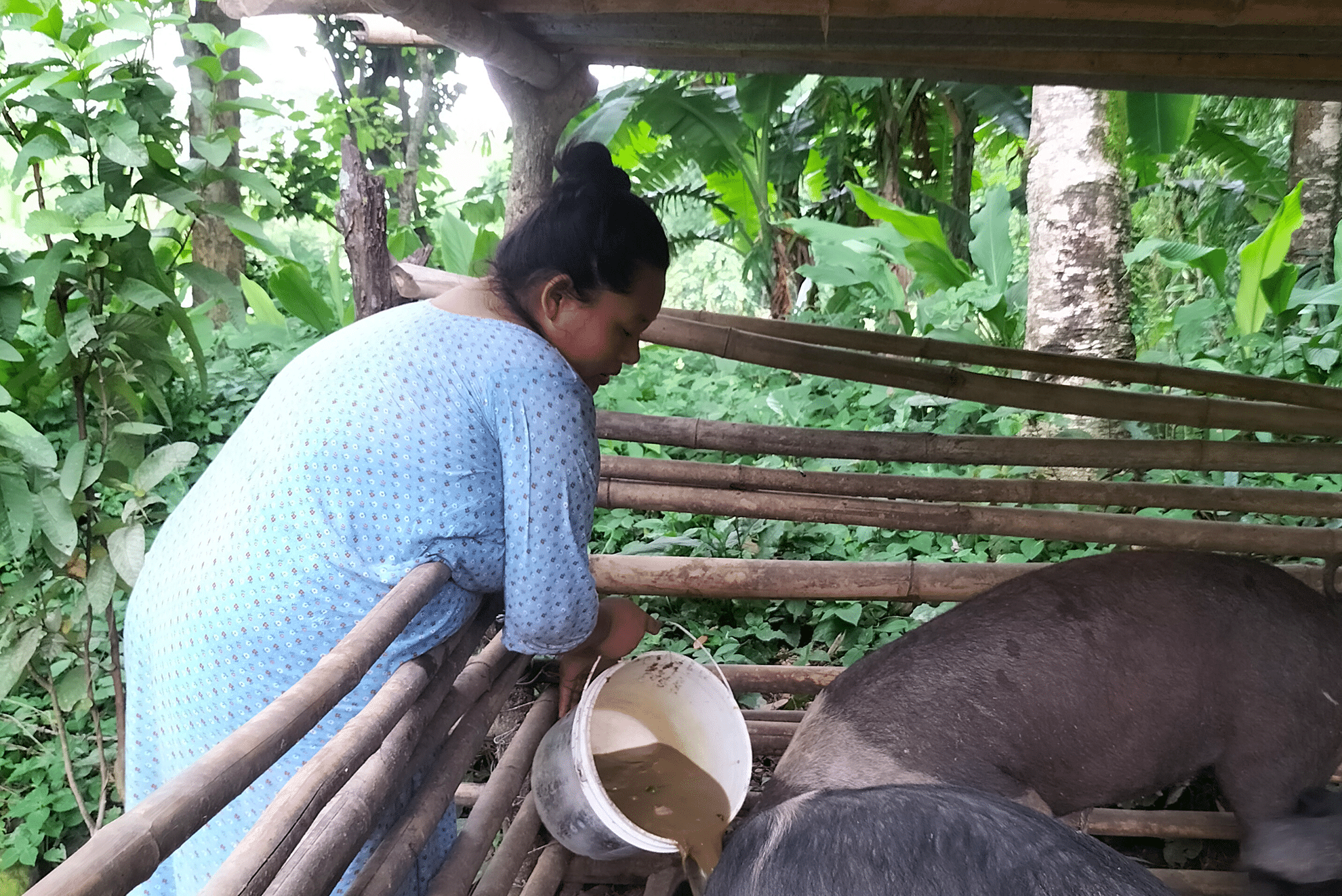 Mandira, una mujer nepalesa que encuentra estabilidad a través de la cría porcina